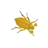 icon Coleoptera